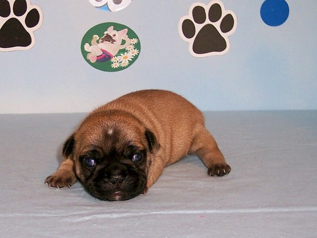 frenchie puppy