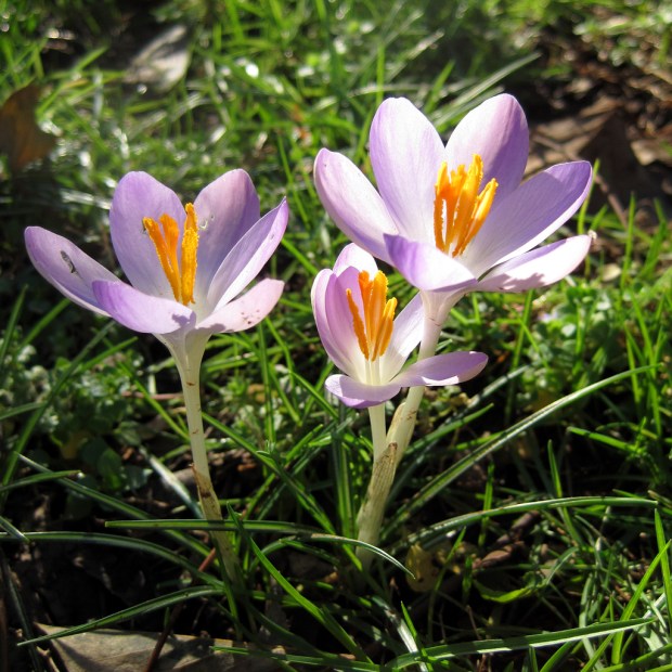 croci
