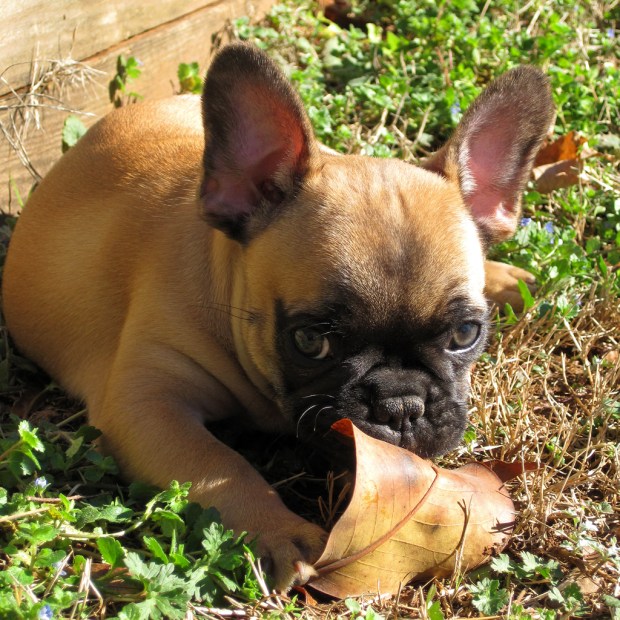 leaf munching louis