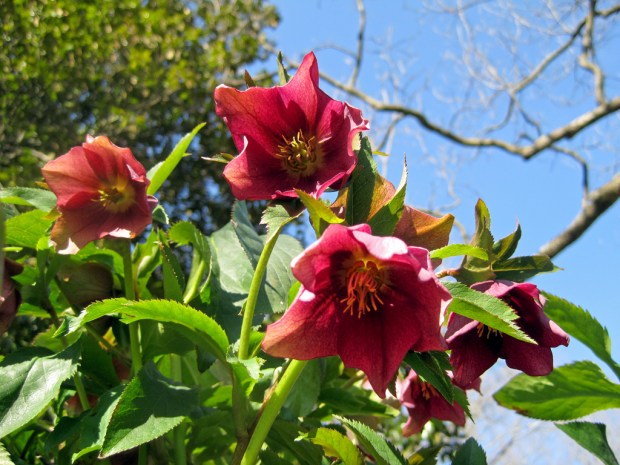 hellebore