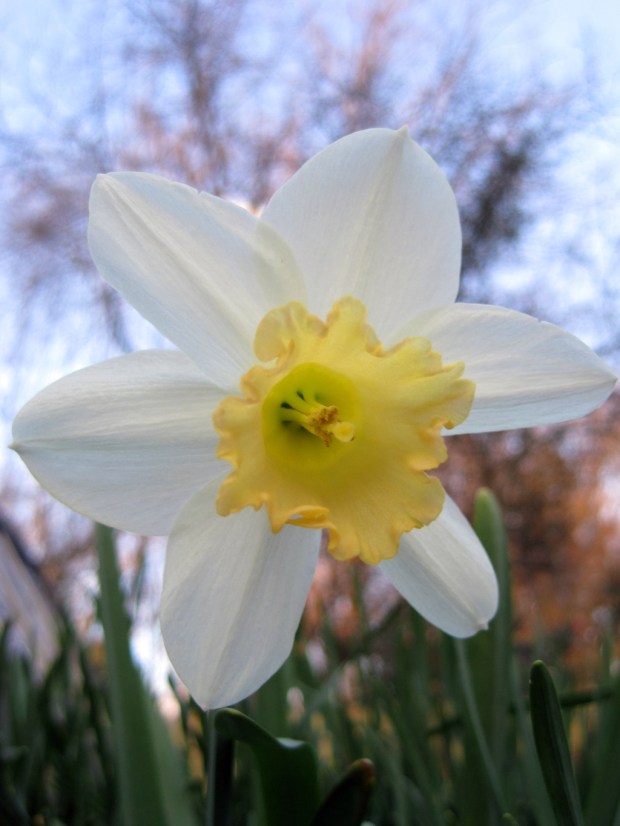 daffodil