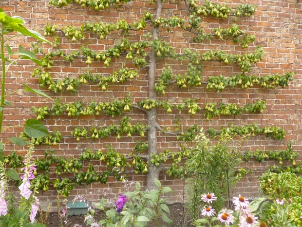 pear espalier