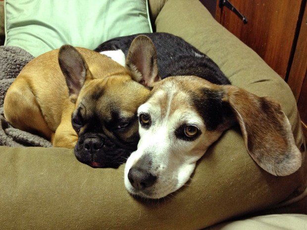 Dogs snuggling