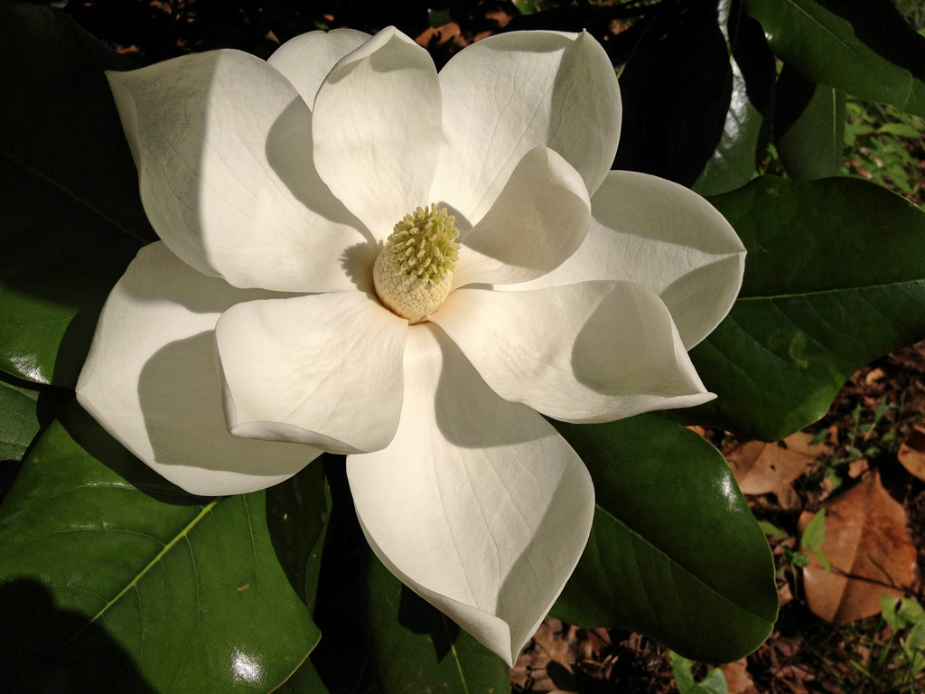 magnolia flower