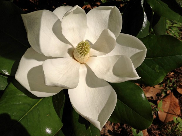 magnolia flower