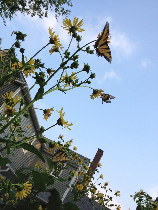 butterfly yellow flower