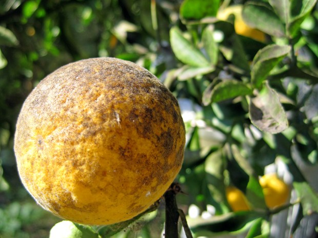 black soot mold plant