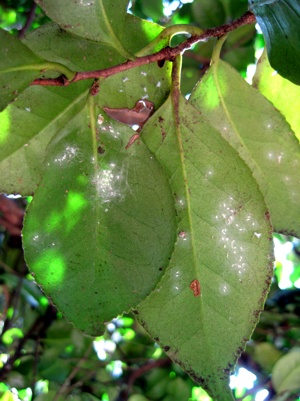 whiteflies on leaves