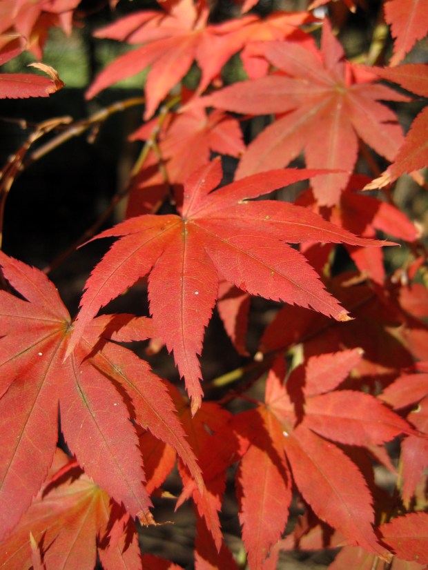 japanese maple