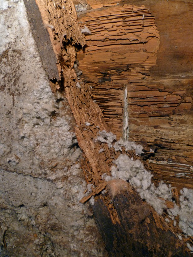 termites in siding