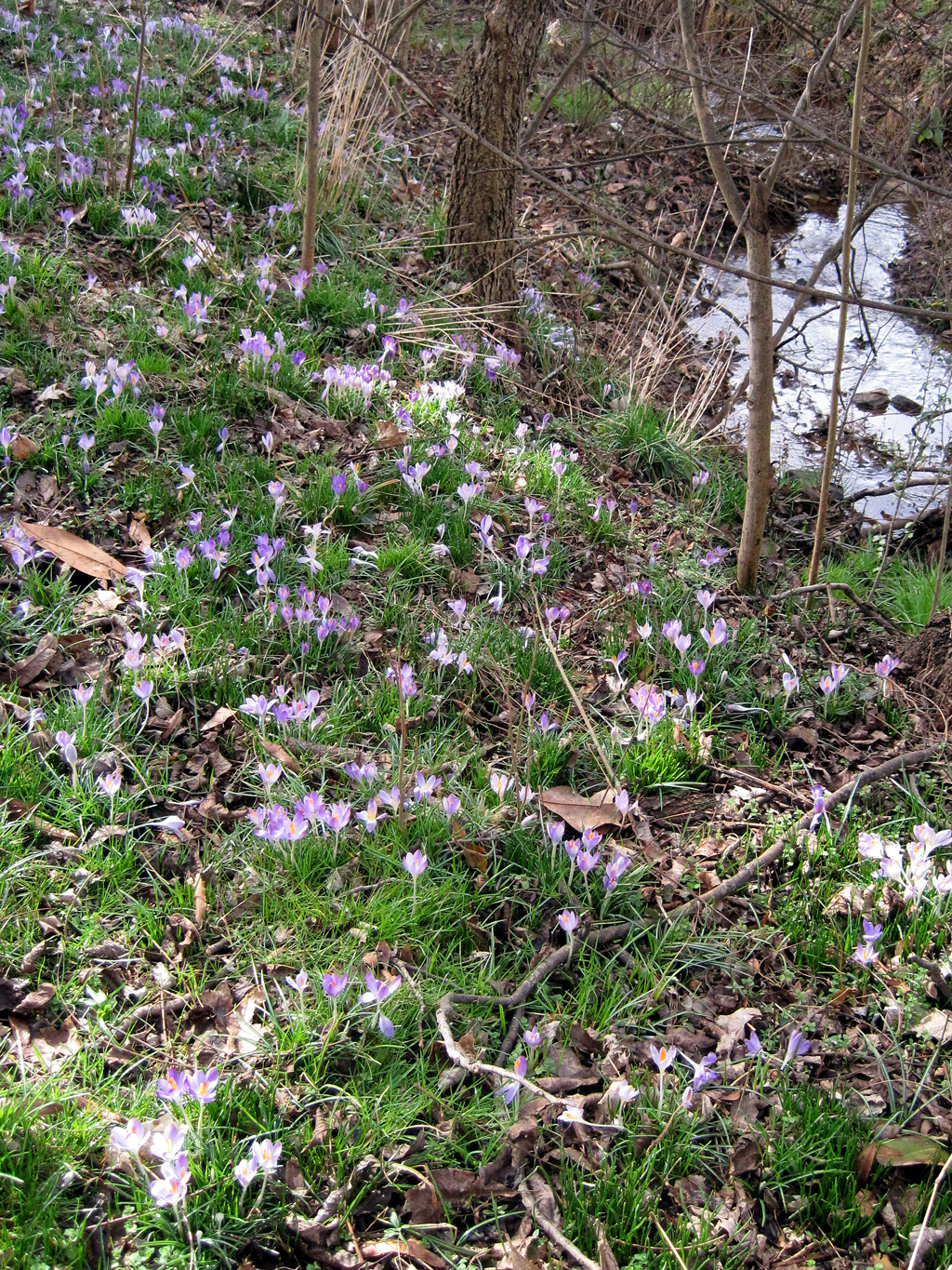 crocus carpet