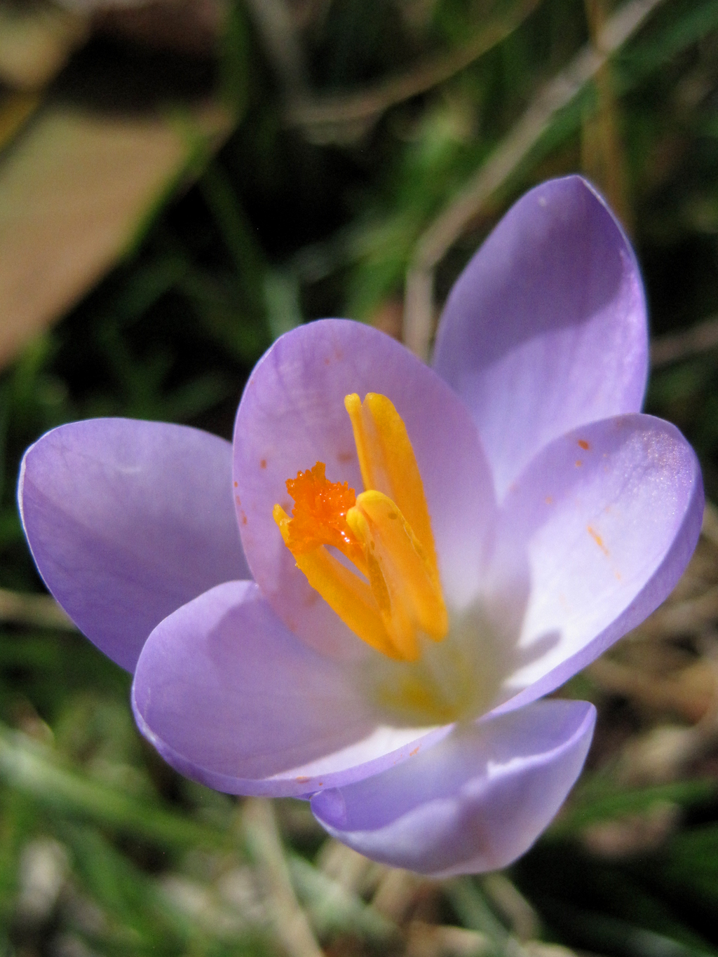 crocus