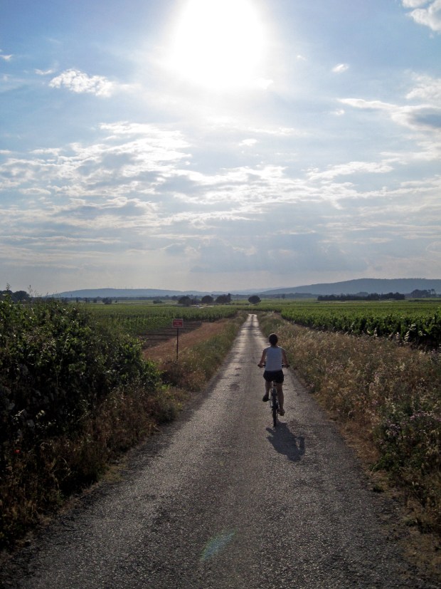 bike ride vineyard